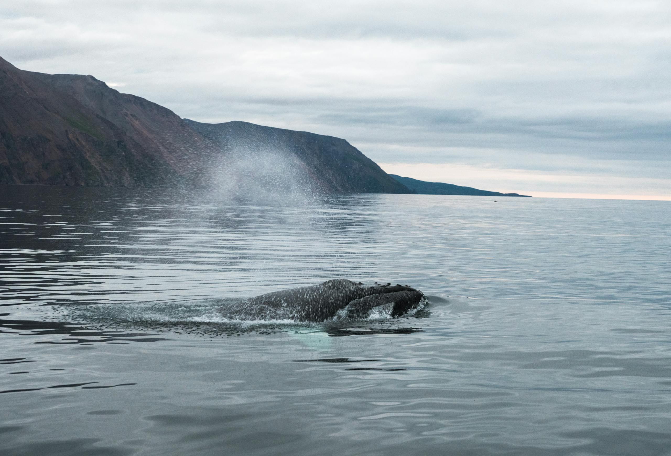 Our Guide To The Best Spots For Whale Watching