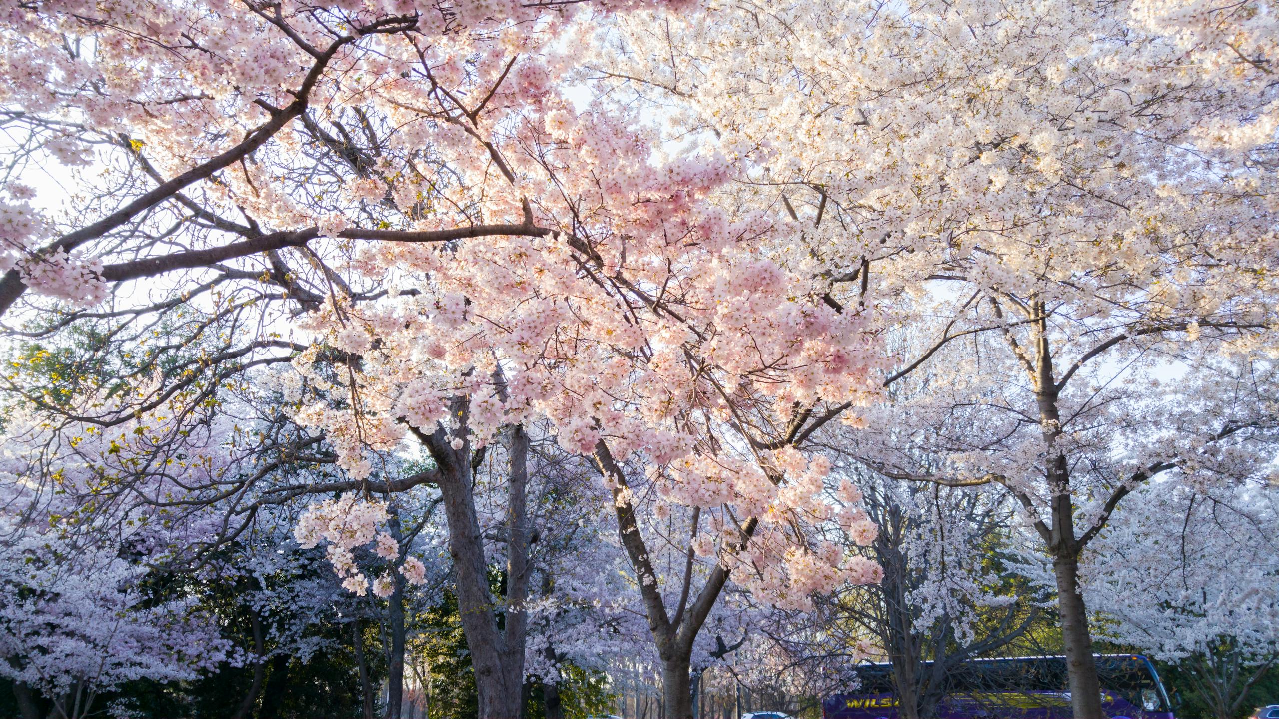 Stunning Destinations to Experience Cherry Blossoms Outside Japan