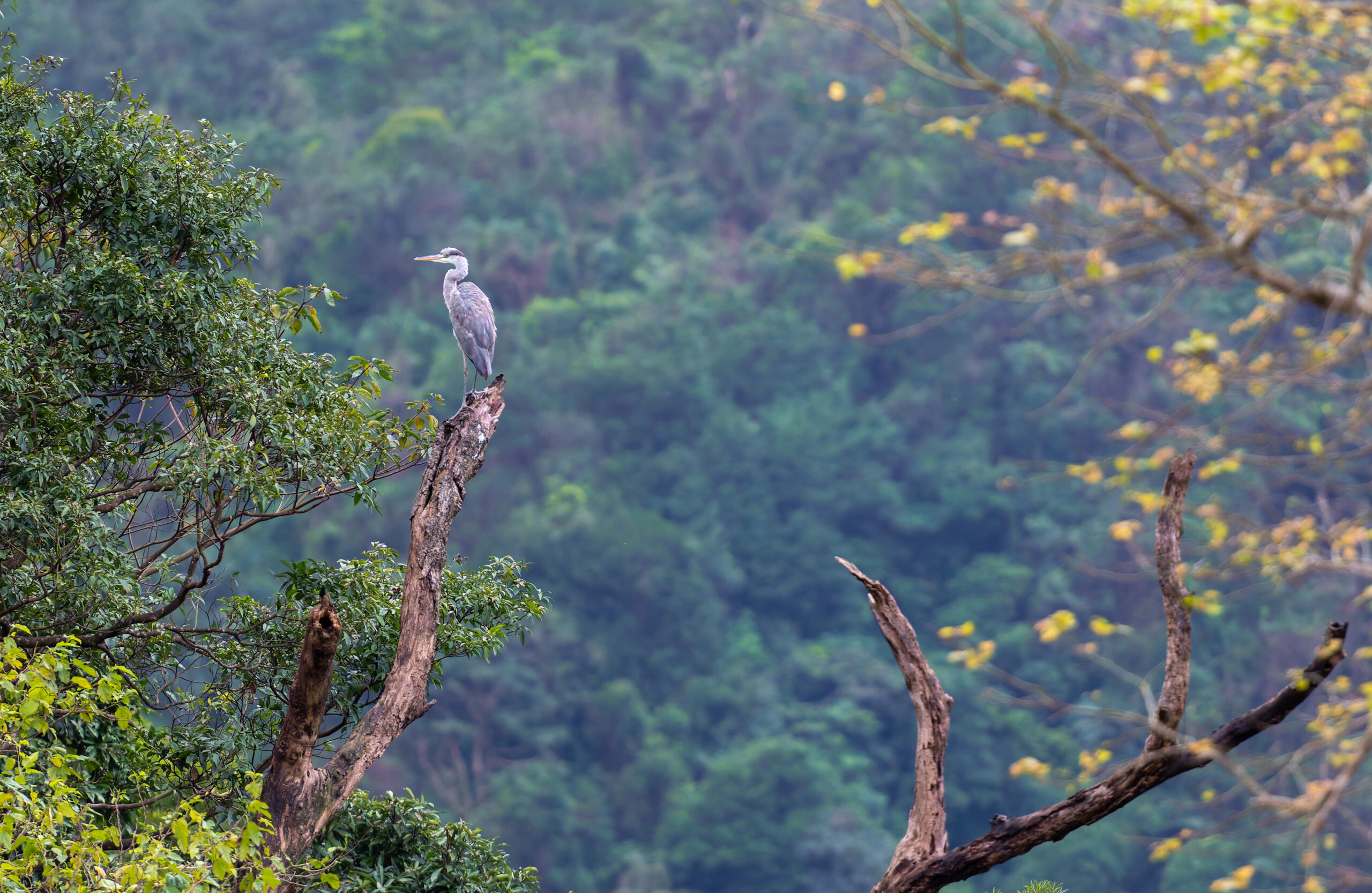The Top 20 Best Places to Go Bird-watching in America