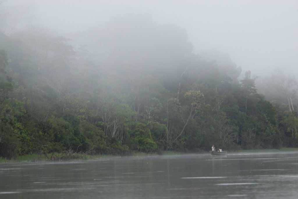 Tamshiyacu Tahuayo Regional Conservation Area, Iquitos, Amazon Rainforest, Peru.