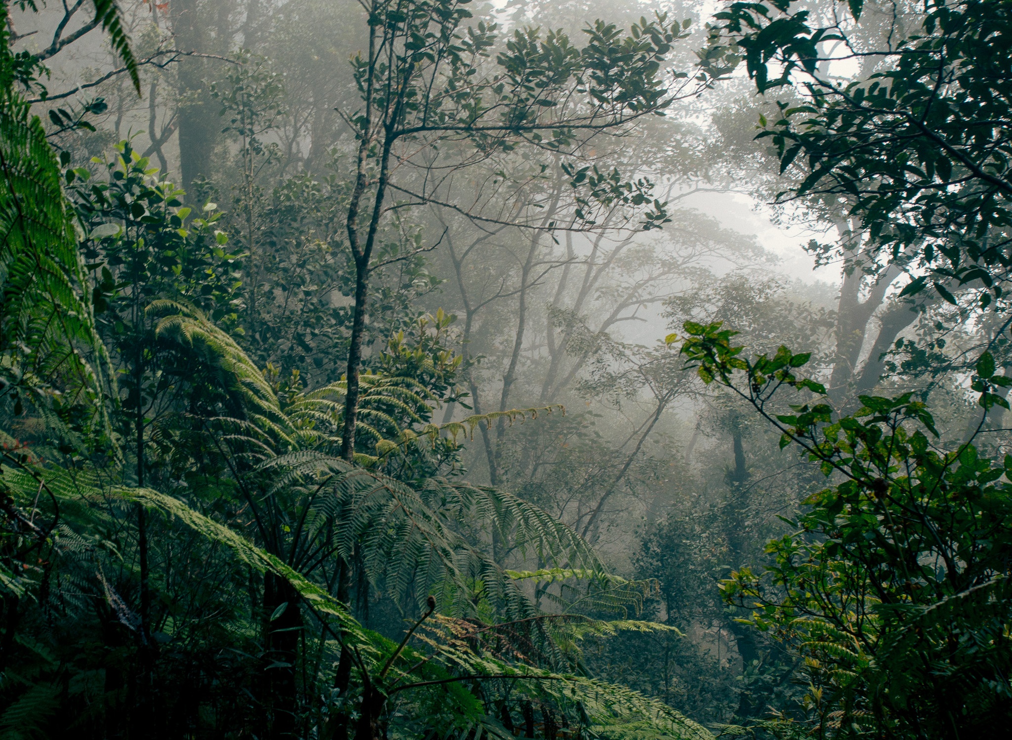 Rainforest in Kinabalu Park, Borneo