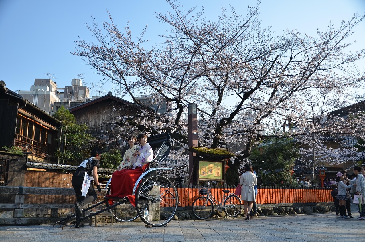 japan, kyoto, sakura, nature, spring