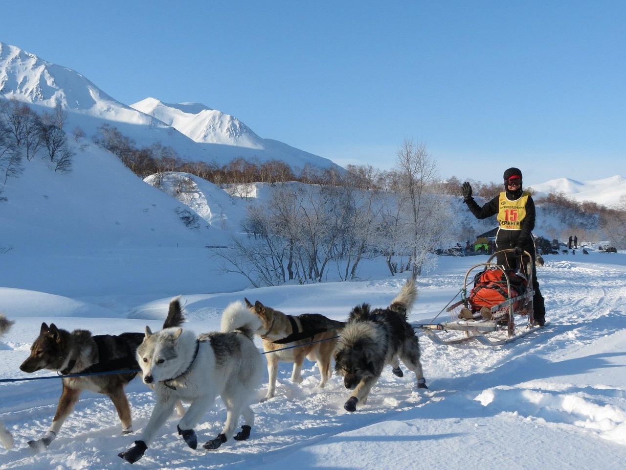 dog, laika, husky, race, sleds, dog sled race, sled, friend of human, winter, snow, pet, competitions, nature, vacation, animal, fatigue, run, the musher
