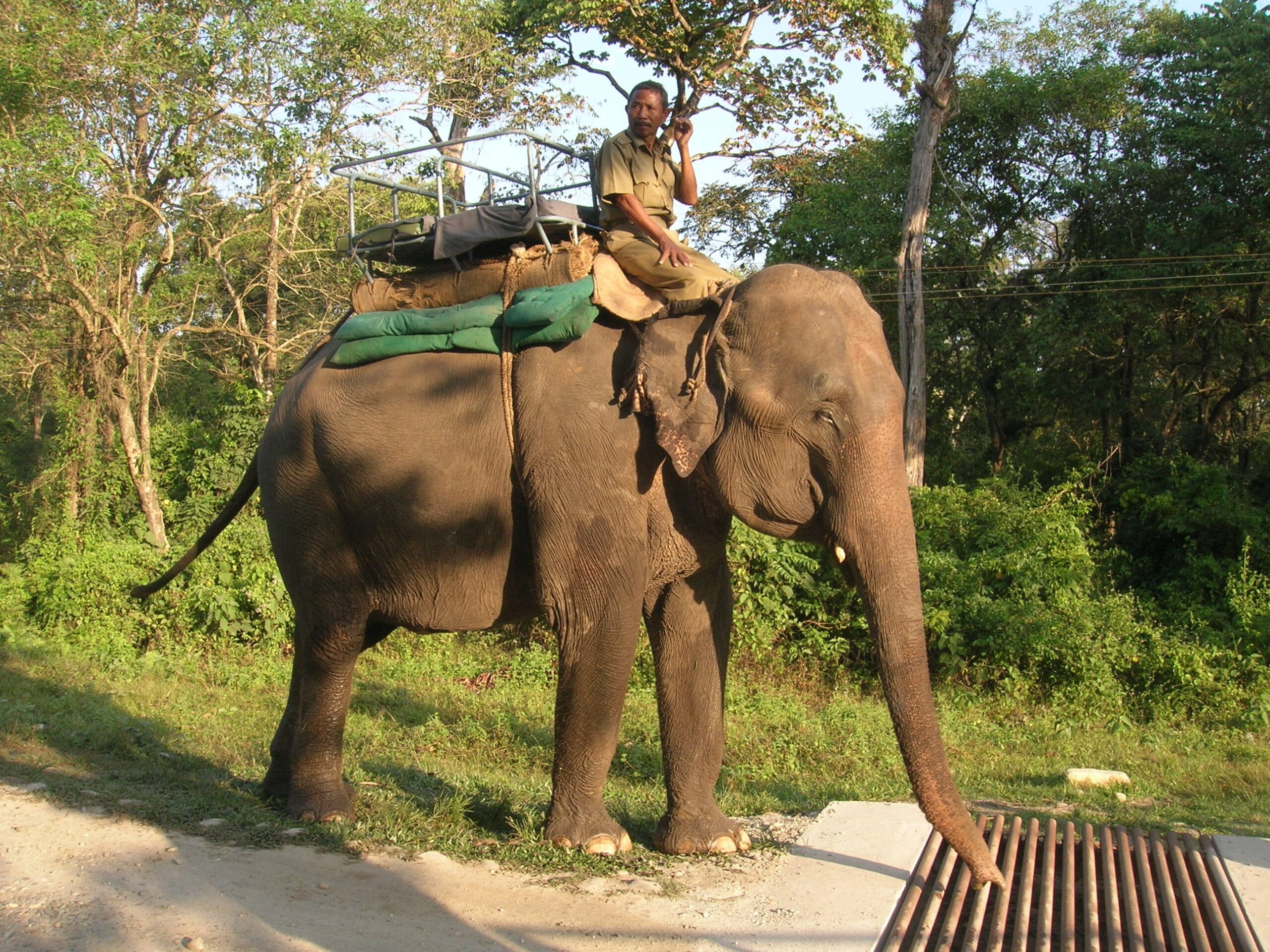 Rabi Mahut on safari elephant Lakshmi, Jaldapara Wildlife Sanctuary, Jalpaiguri District, West Bengal.
