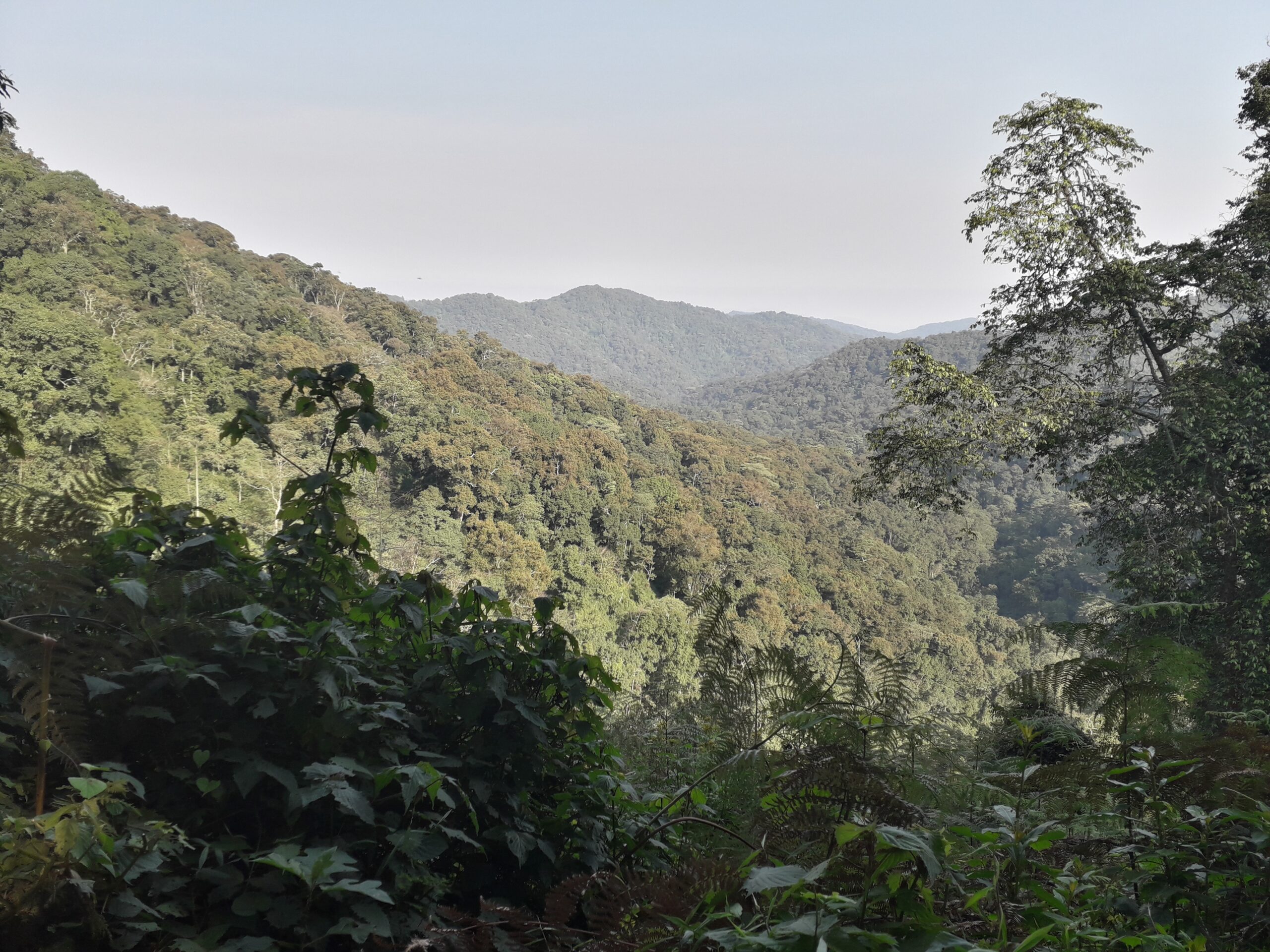 Bwindi Impenetrable National Park desde el Broadbill Forest Camp