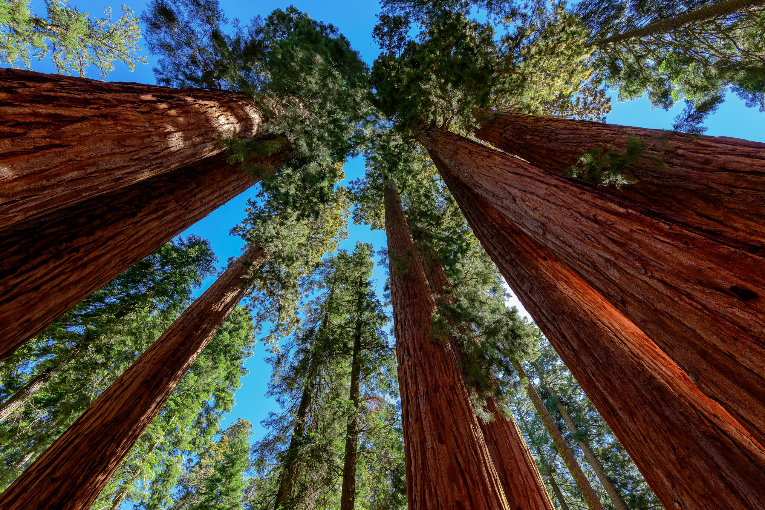21 Places Where the Trees Are the Main Attraction