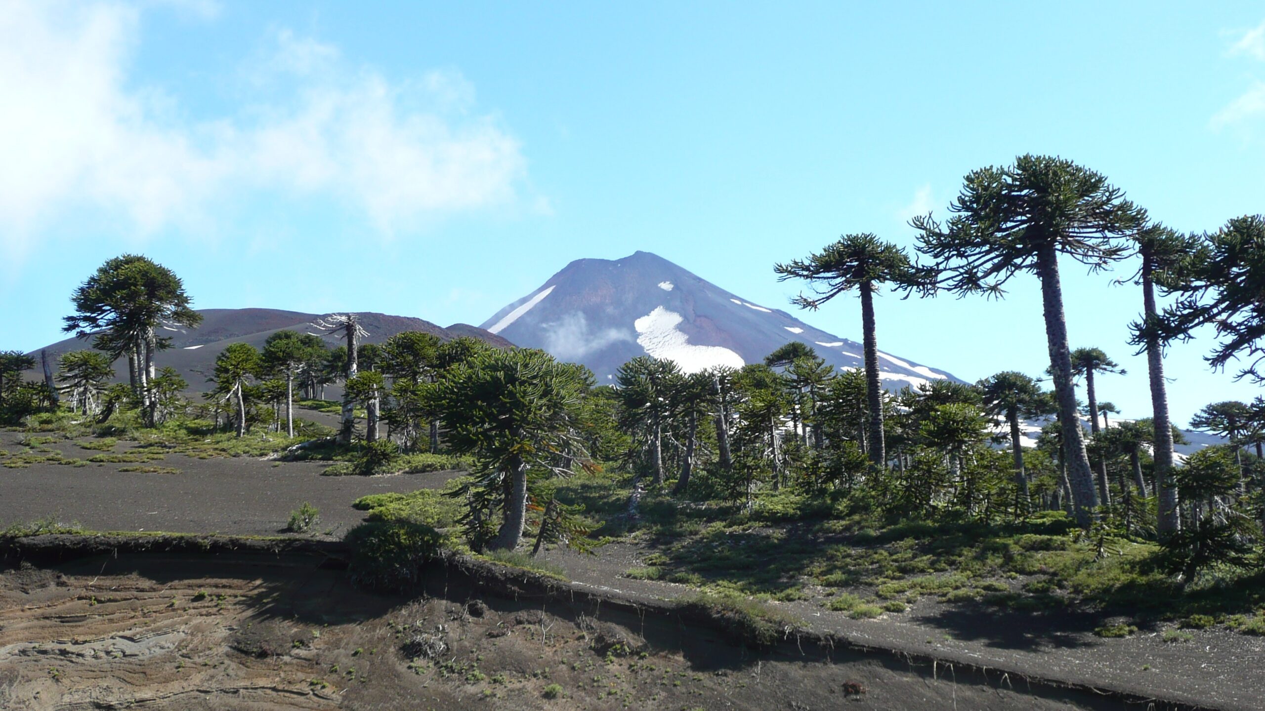 Araucarias in Conguillio NP (Chile)