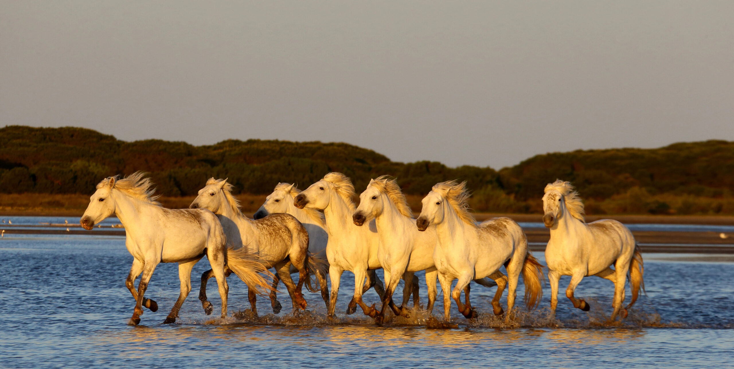 20 Beaches Where Horses Roam Free