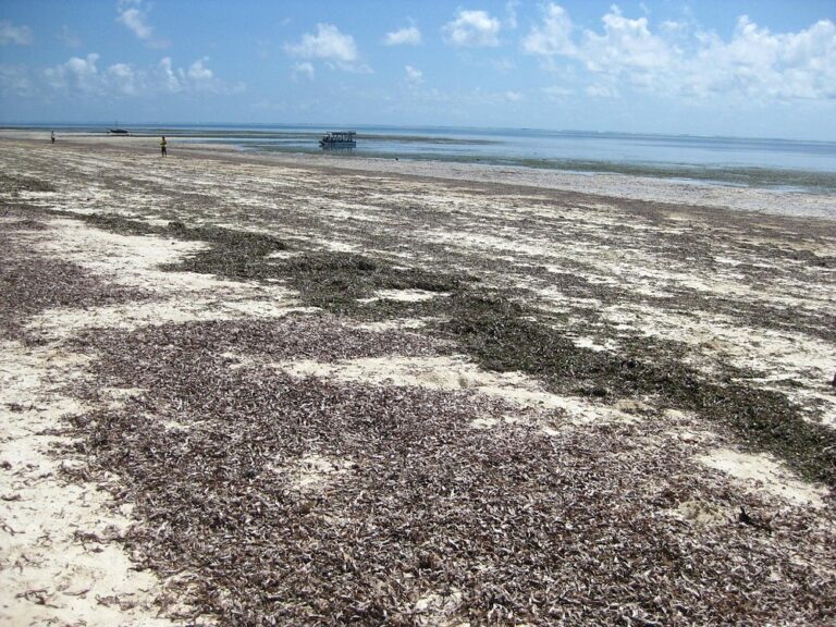 From Glass to Shells: 19 Beaches With Unexpected Terrain - The Daily Dive