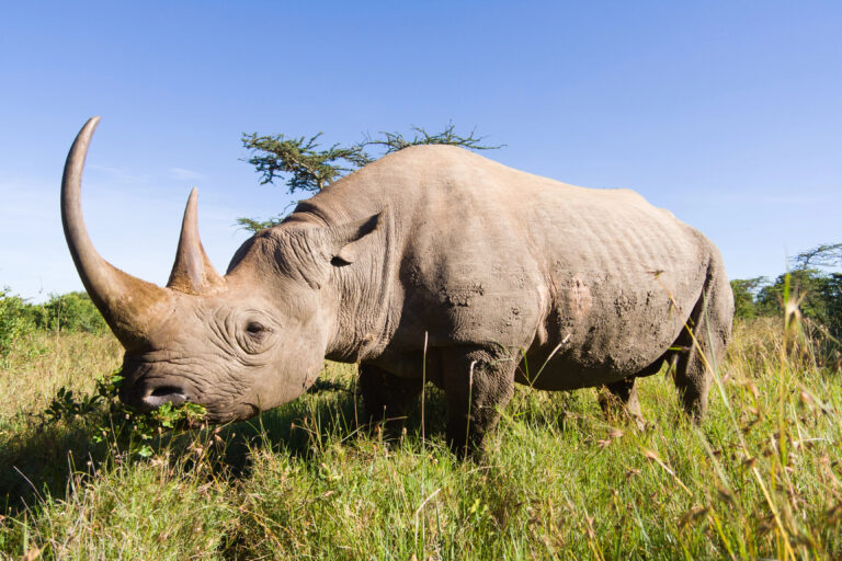 Wild Encounters: Where to See the Big Five Outside of Africa