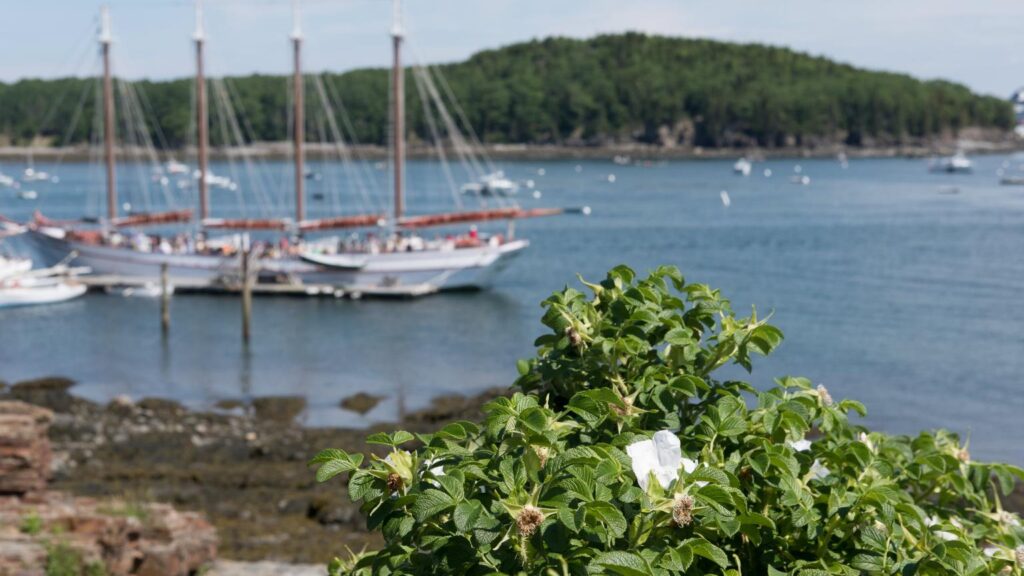 bar harbor main boats