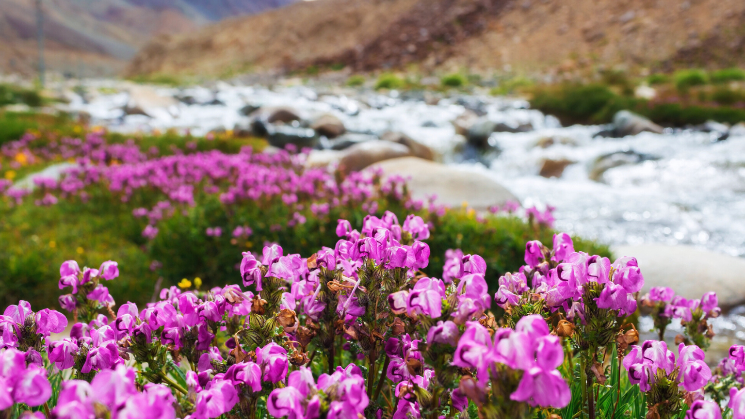 Your Peak-Season Playbook: Wildflower Blooms and Fall Color by Destination