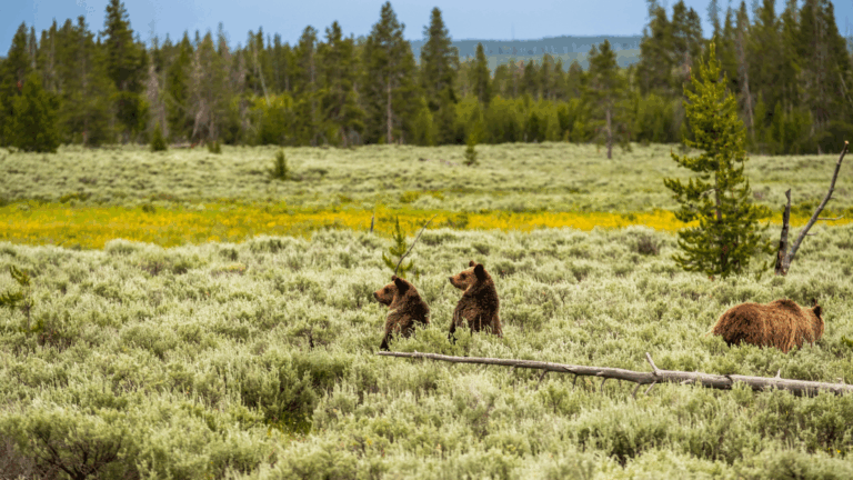Yellowstone’s “bear jams” are getting worse during the shutdown