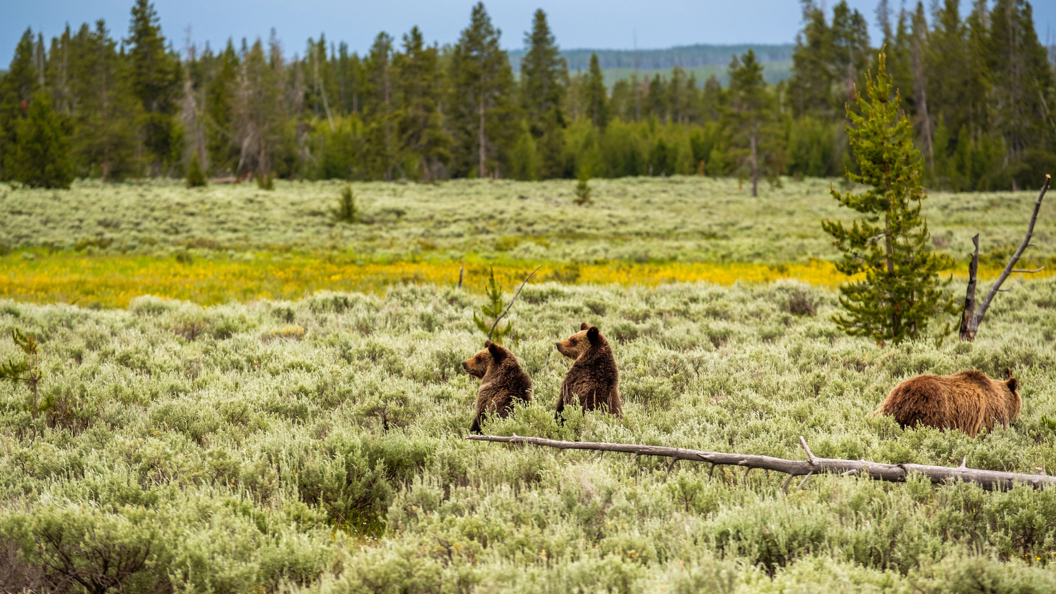 Yellowstone’s “bear jams” are getting worse during the shutdown