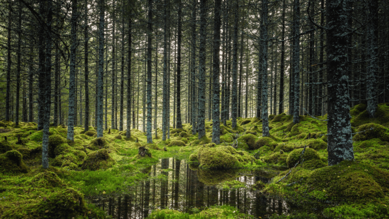 Time Travelers in Bark: 15 Forests Where the Trees Are Older Than Your Country
