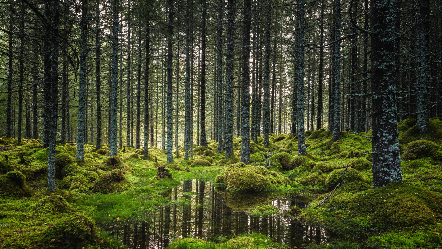 Time Travelers in Bark: 15 Forests Where the Trees Are Older Than Your Country