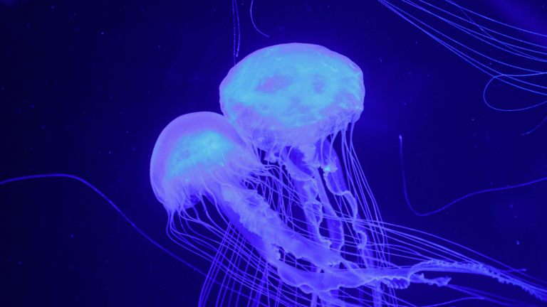 Rare Bioluminescent Jellyfish Species Found in Maldives’ Coral Reefs Shines Light on Ocean Mysteries