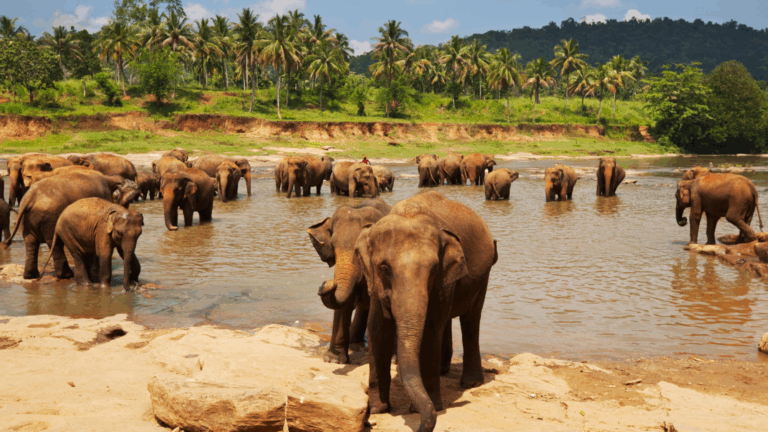 Exploring Sri Lanka 2025: Temples, Safaris, and Secret Beaches