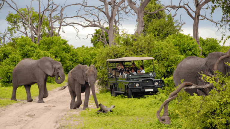 How to Plan a 5-Day South Africa Winter Safari: Itinerary, Packing, and Booking