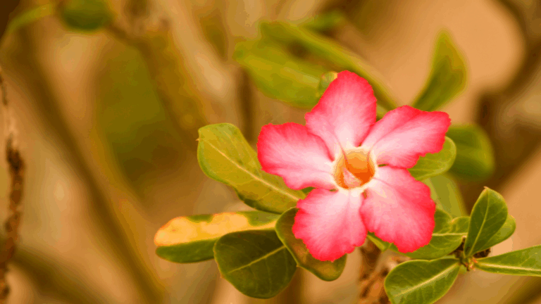 The Extraordinary Bloom of Namibia’s Desert Rose: A Rare Floral Miracle Unfolds in the Namib Desert