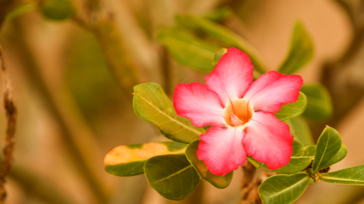 The Extraordinary Bloom of Namibia’s Desert Rose: A Rare Floral Miracle Unfolds in the Namib Desert