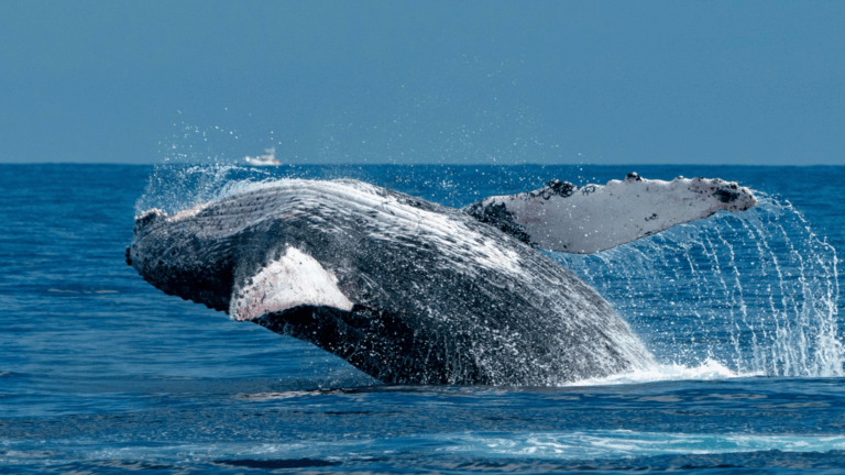 Whale Routes Shift in BC’s Salish Sea