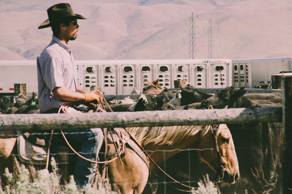 Cowboy and livestock on a rural farm, capturing the essence of the countryside.
